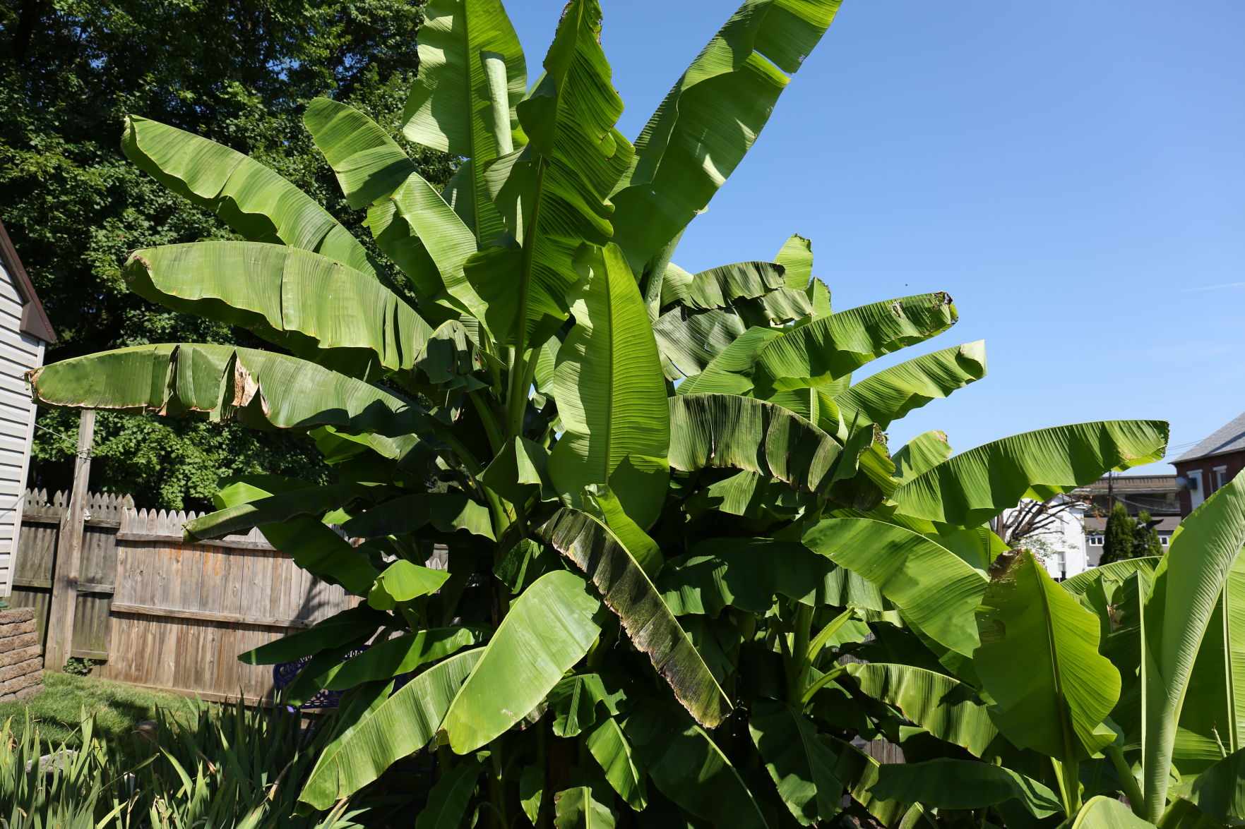 Banana plant
